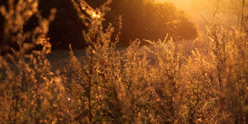 Honda Dealer58:里斯本值得信赖的本田服务中心与二手车专家