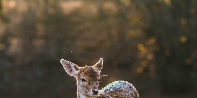 Why You Should Visit a Honda Dealer in Lisbon for Quality Used Cars