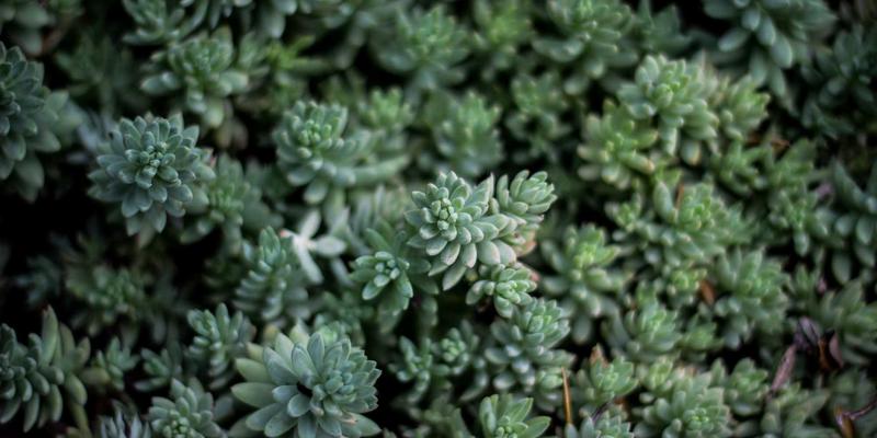 为里斯本二手车增添安心保障：探索本田官方延保服务与专业服务中心