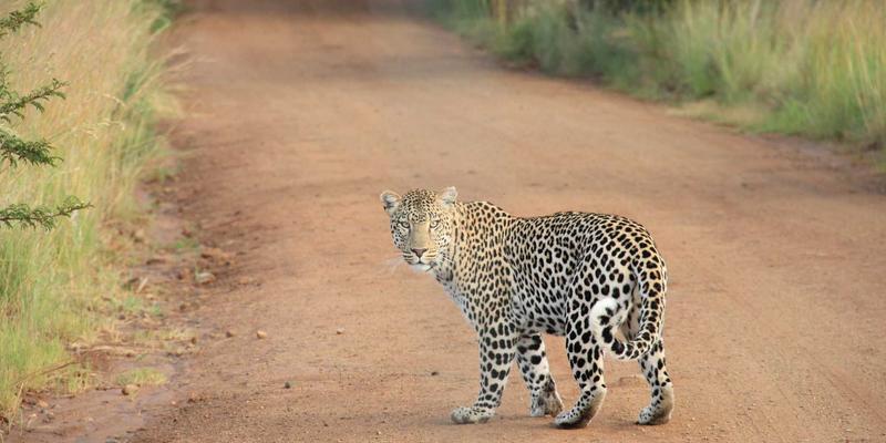 洞察未来：本田经销商（Honda Dealer）的三大核心趋势与价值重塑