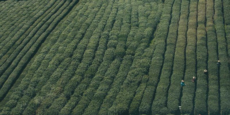 里斯本本田经销商：一站式满足您的购车与养车需求
