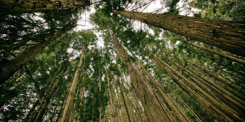 里斯本本田经销商:一站式满足新车、二手车与专业保养需求