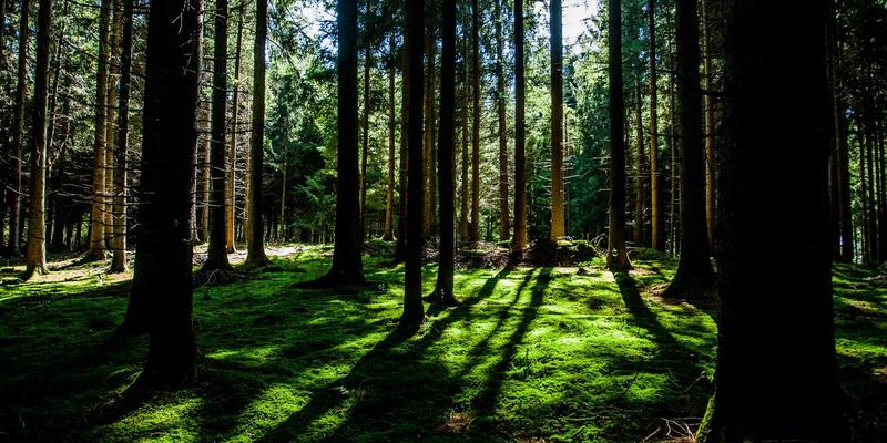 里斯本本田经销商：为e:HEV和电动车型提供专业充电设施支持与全方位服务