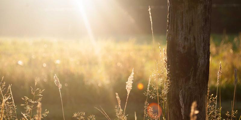 里斯本本田经销商最佳实践：从新车销售到汽车维修的卓越服务指南