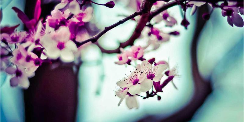 里斯本本田经销商认证二手车选购全攻略：如何避开陷阱，安心拥有